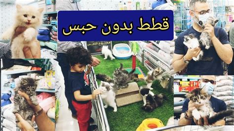 محل حيوانات في الشيخ زايد، يرغب الكثير من الأشخاص بإقتناء الحيوانات وتربيتها في المنزل ، سواء كانت قطط أو كلاب وأو غيرها من الحيوانات